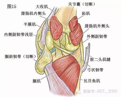 膝关节解剖学:膝关节的四面观