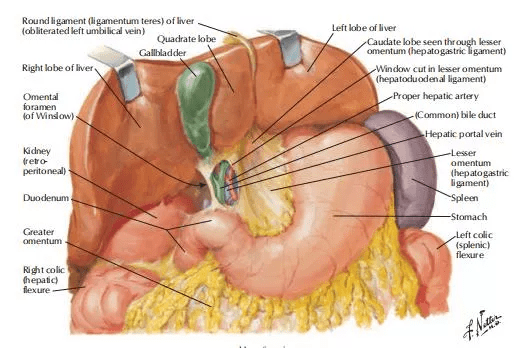 为了更好的回答上述的问题,我们需要了解一下胆囊的局部解剖结构及