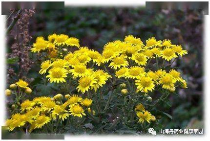 野菊花注射液组方野菊花