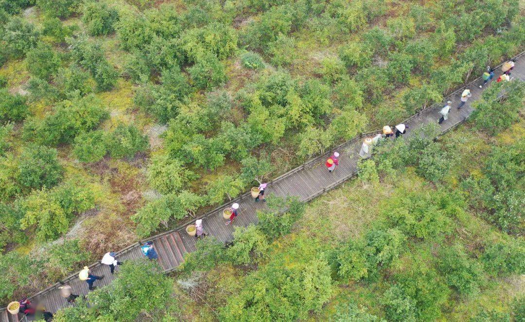 松桃:小小油茶果 绿了青山富了民_村民