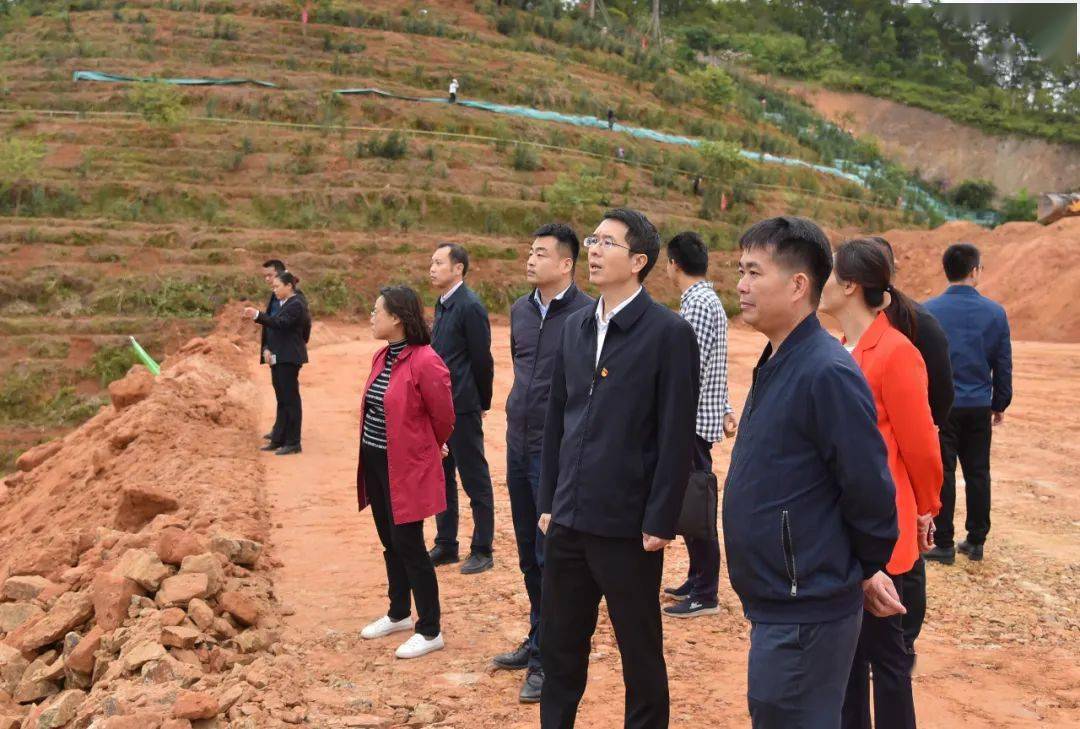 市领导何予平到长洲区调研六堡茶种植工作