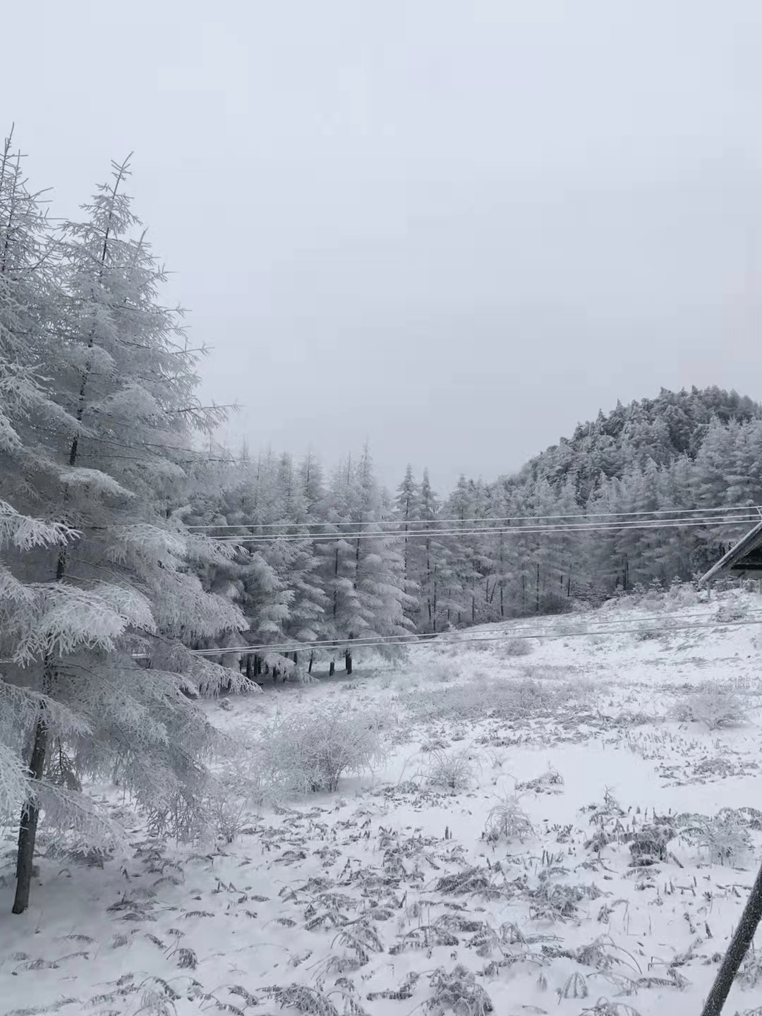 重庆下雪啦有图有真相最低气温3