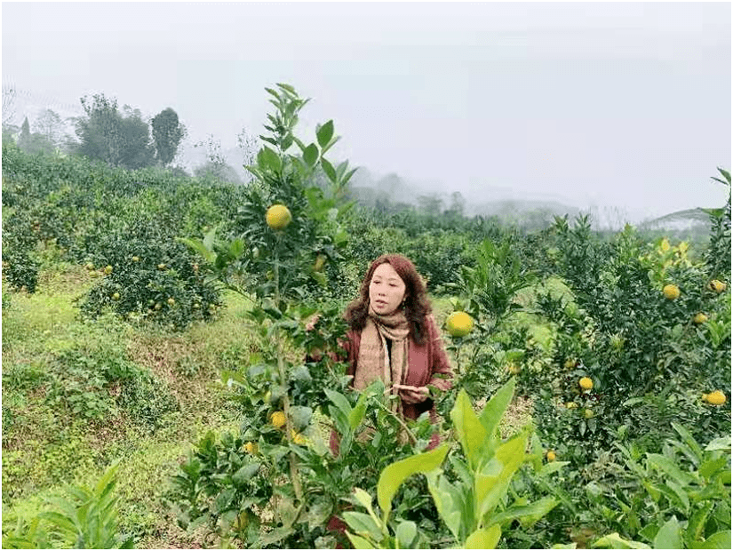 邓纪会团队开发了包括:蜡梅切花,切花礼盒,花茶,蜡梅盆景,蜡梅品种苗