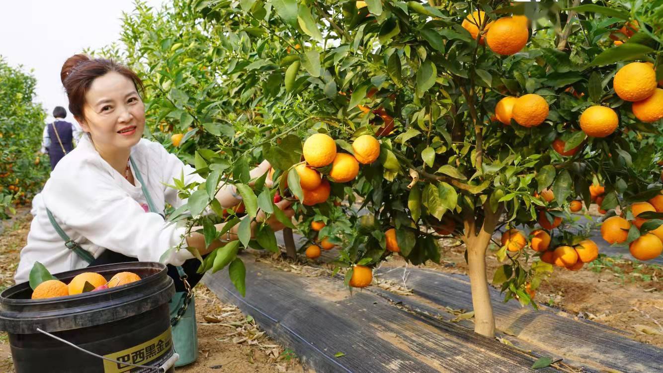 永仁县特色水果种植促农增收_张桂伟