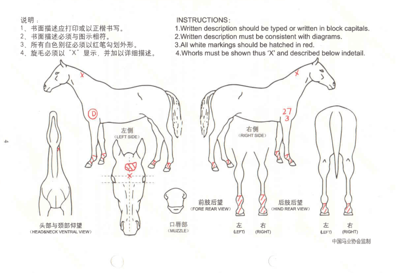 马匹登记管理规则团体标准发布实施