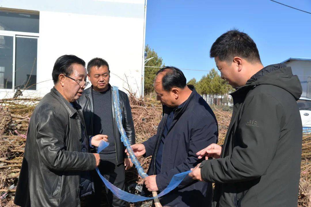 靖边引进新树种有望成为叫得响的品牌