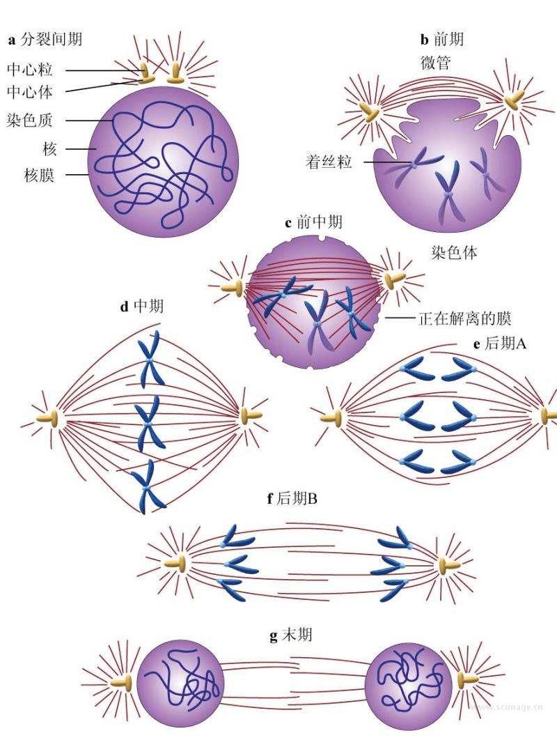 纺锤体的结构↑高等植物细胞板型的胞质分裂↑高等植物细胞有丝分裂