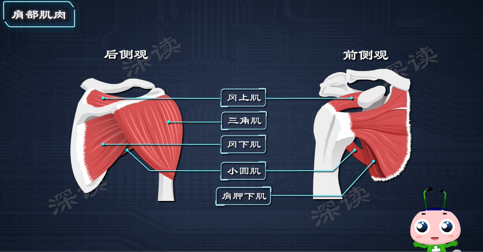 肩部的肌肉主要有 三角肌,冈上肌,冈下肌,小圆肌,肩胛下肌等.