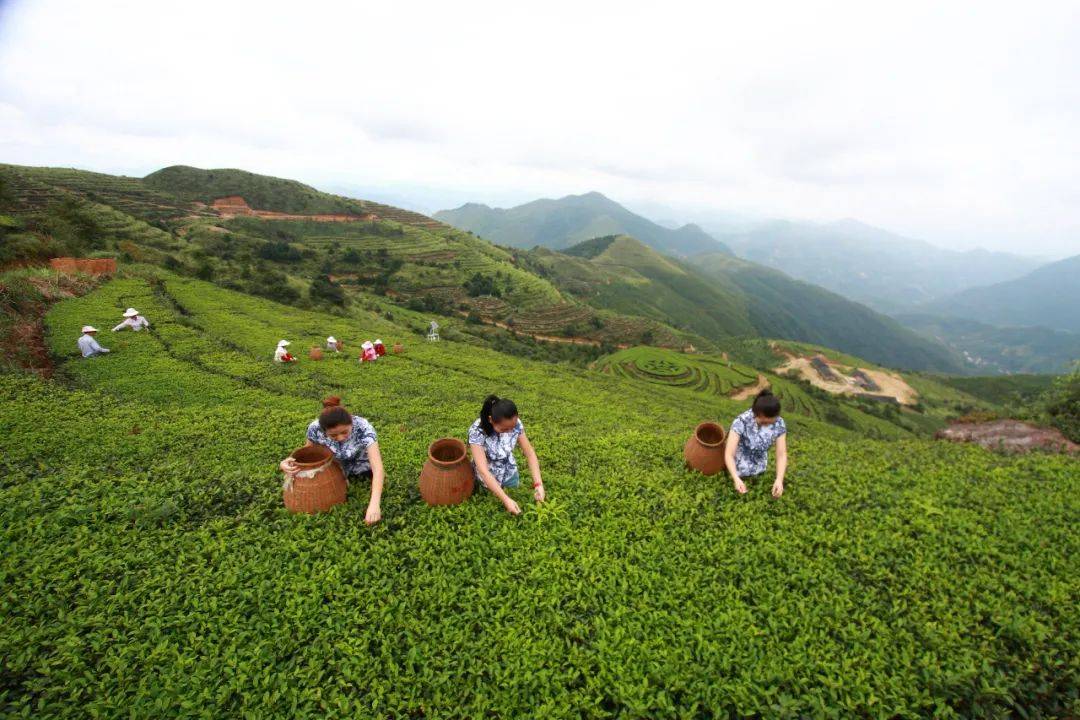 平和高海拔茶园基地