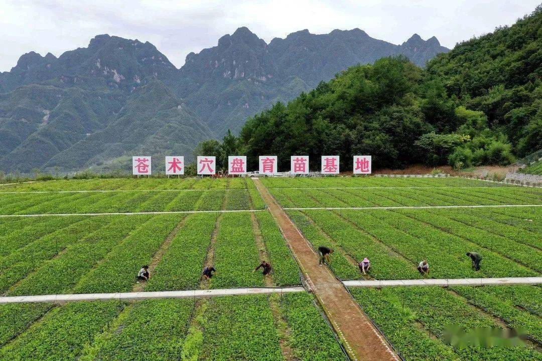 保康县禾丰中药材种植专业合作社理事长 何德刚:我们禾丰中药材种植