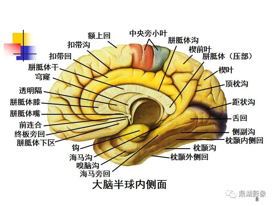 高清大脑解剖图谱