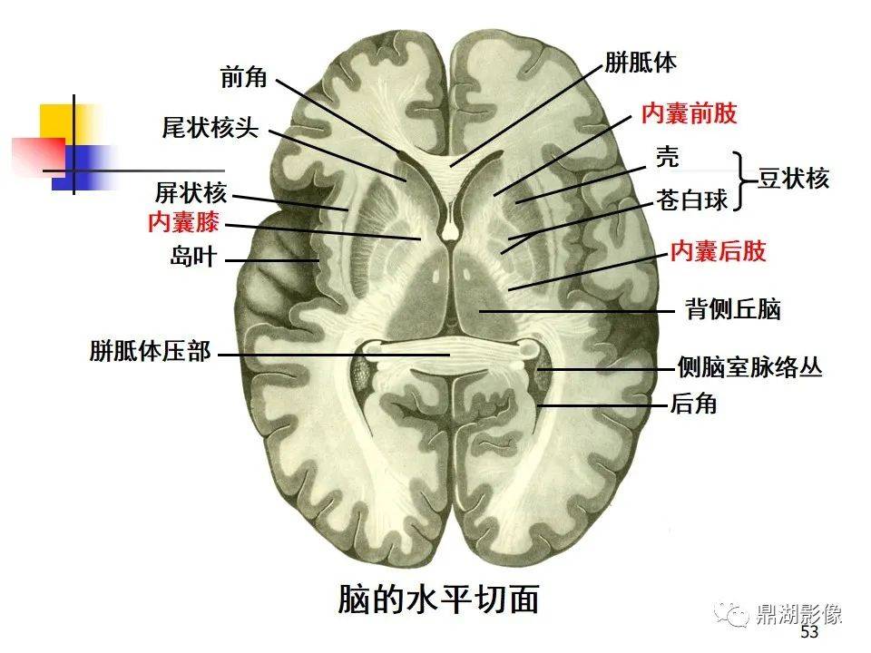 高清大脑解剖图谱_cn