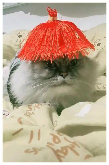 小猫带上一顶乌纱帽,抬头一瞧变鳌拜,网友:萌萌版的官