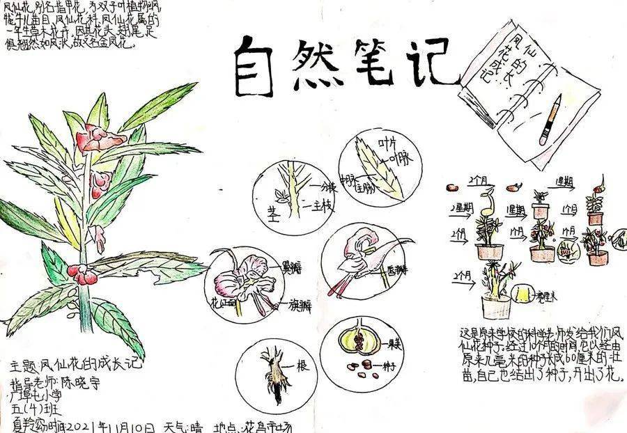 《凤仙花的成长记》五(4)伍玄冰 《草莓》经过第一期自然笔记的铺垫