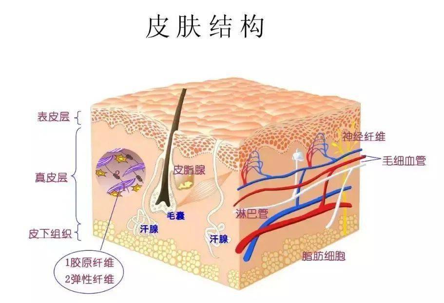 真皮和  皮下组织,表皮与真皮之间有一层连接的结构,称为基底膜带