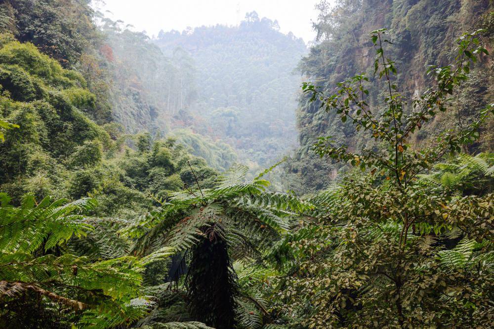 桫椤大峡谷,乐山隐世绝美大峡谷,趁着没火之前赶紧安排