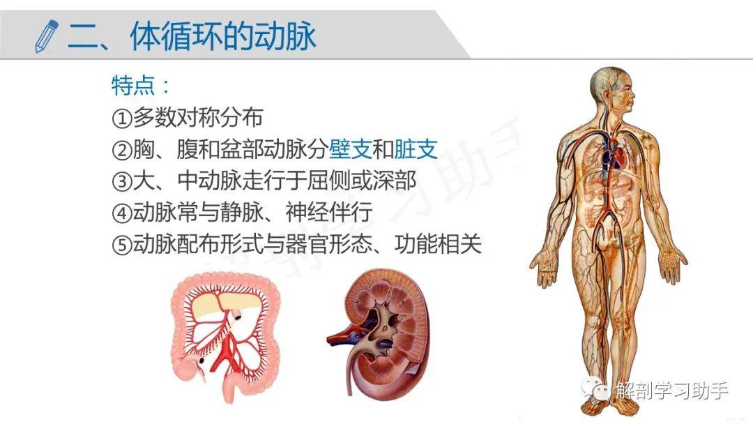 人体解剖学课件——脉管系统-动脉