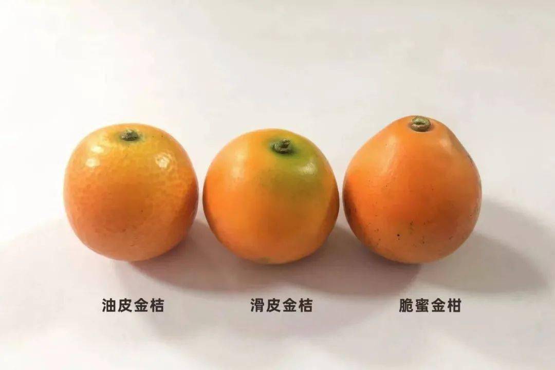 甜如荔枝,脆蜜金柑