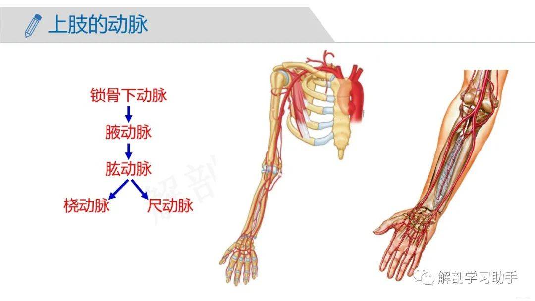 人体解剖学课件脉管系统动脉