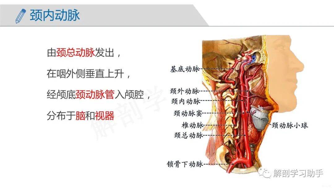 人体解剖学课件——脉管系统-动脉