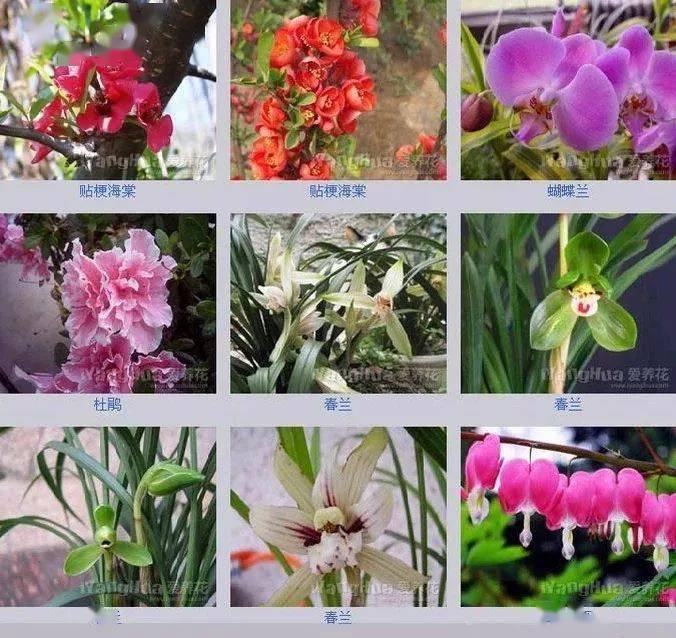 世界上最全的花附带花名收藏吧