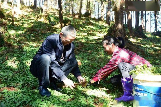 武平山间有瑰宝那是小小白背草