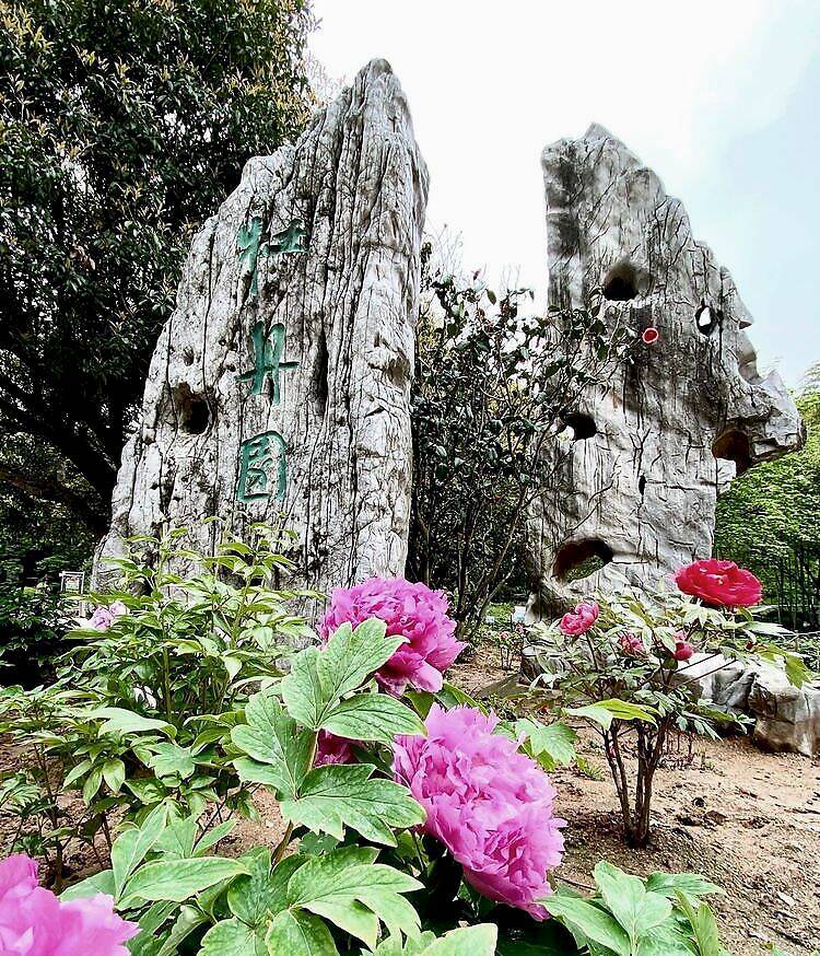 南京古林公园牡丹花