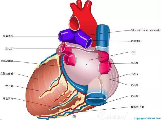 心脏解剖图_推广_沙龙_医学