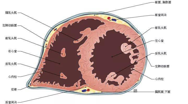 心脏解剖图_推广_沙龙_医学
