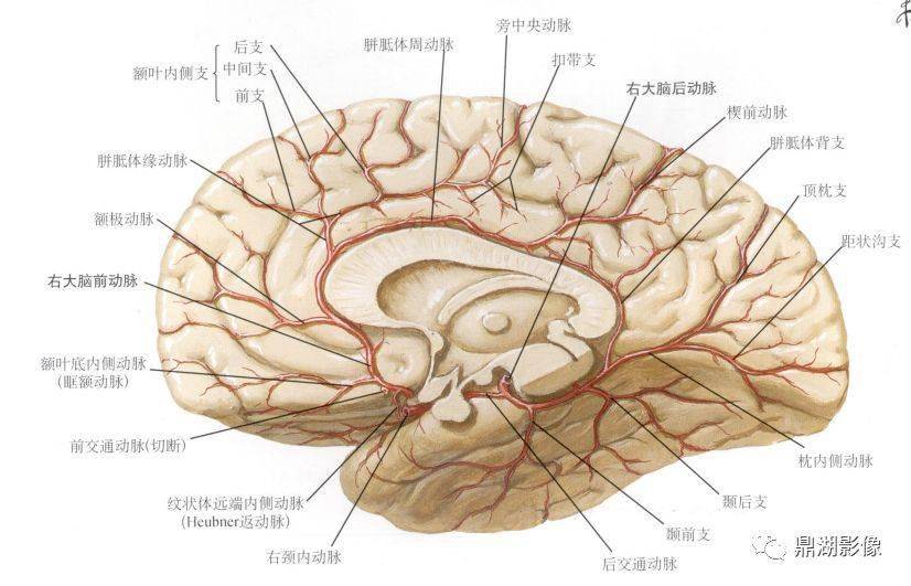【收藏】史上最全的ct断层解剖图谱_大脑_小脑_动脉
