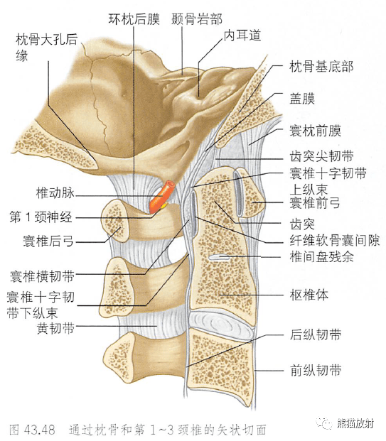 解剖丨脊柱椎体椎间盘韧带