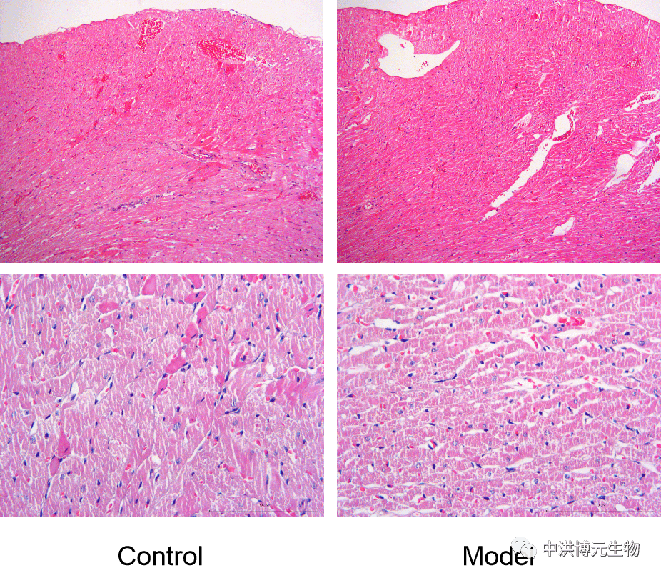 大鼠心力衰竭模型_实验_细胞_动物