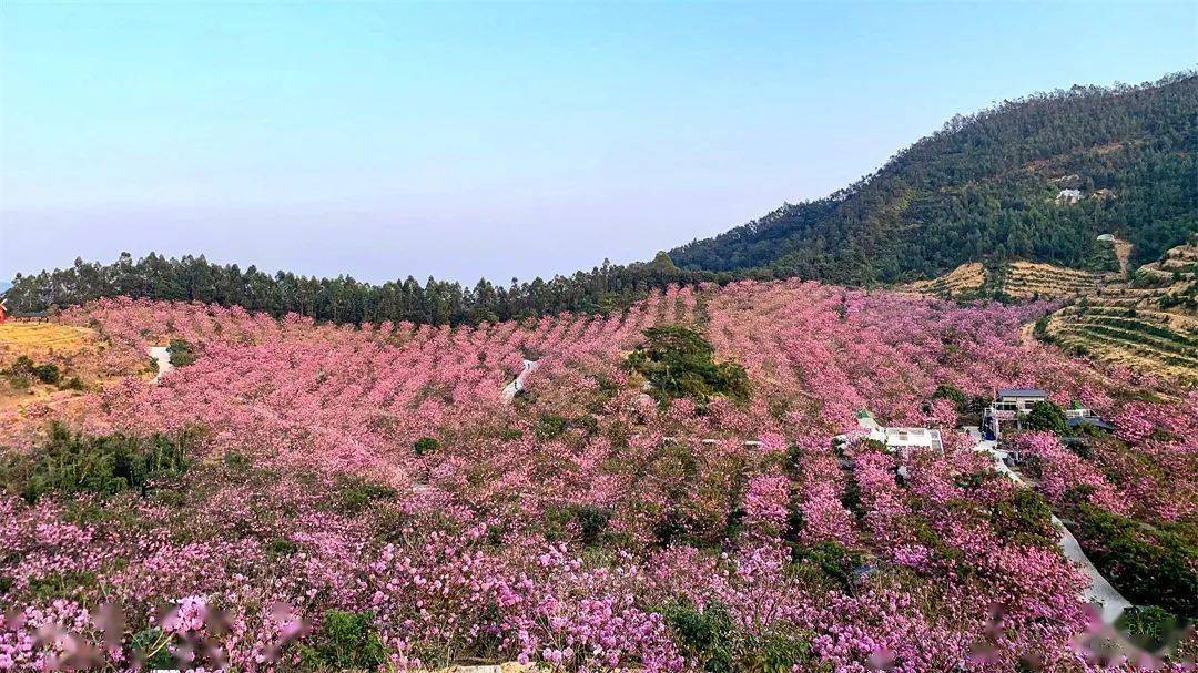 周六成行醉游花海美拍江门千亩紫花风铃佛山七彩玫瑰海畅游冬季花花