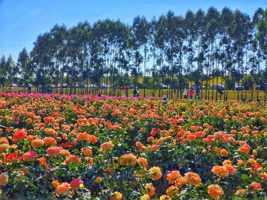 周六成行醉游花海美拍江门千亩紫花风铃佛山七彩玫瑰海畅游冬季花花