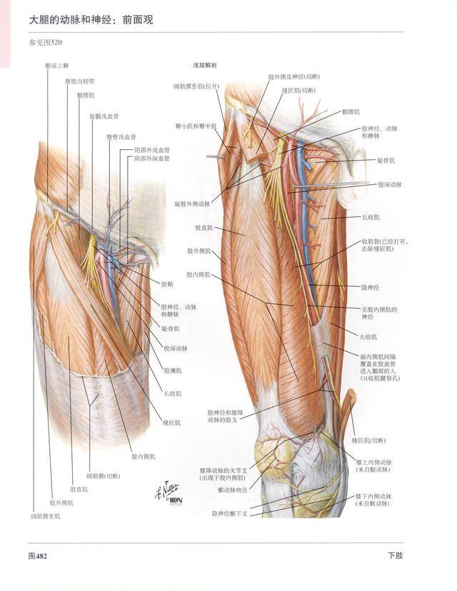 高清人体解剖彩色图谱骨盆大腿神经及血管