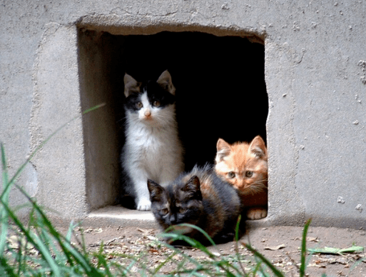 dada冬令营给流浪猫造一个家给这些流浪猫送去温暖吧