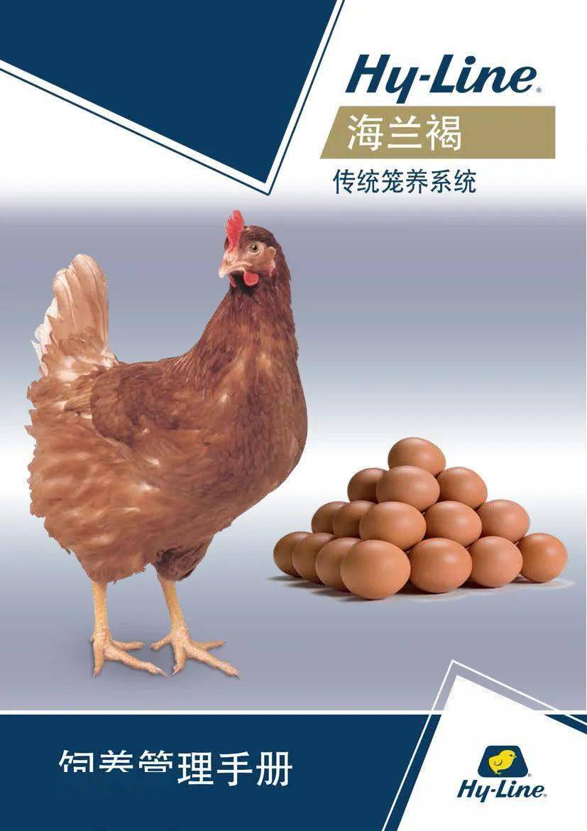 值得收藏海兰褐商品代蛋鸡2021新版饲养管理手册传统笼养系统