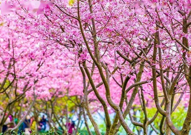 猛虎迎新福建过新年樱你而美永福樱花绽放满园最美樱花汽车纯玩一日游