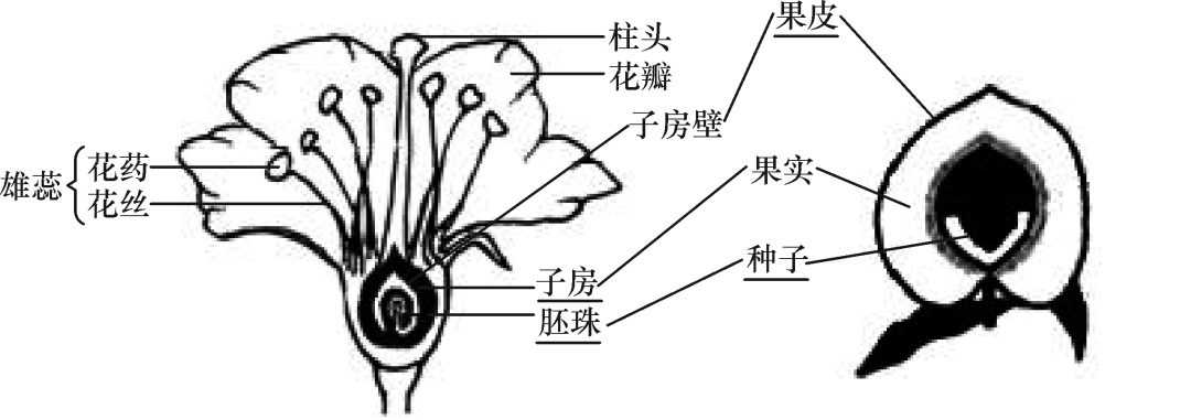 植物细胞的结构和功能2显微镜的结构和功能1因此,在初中生物学习过程