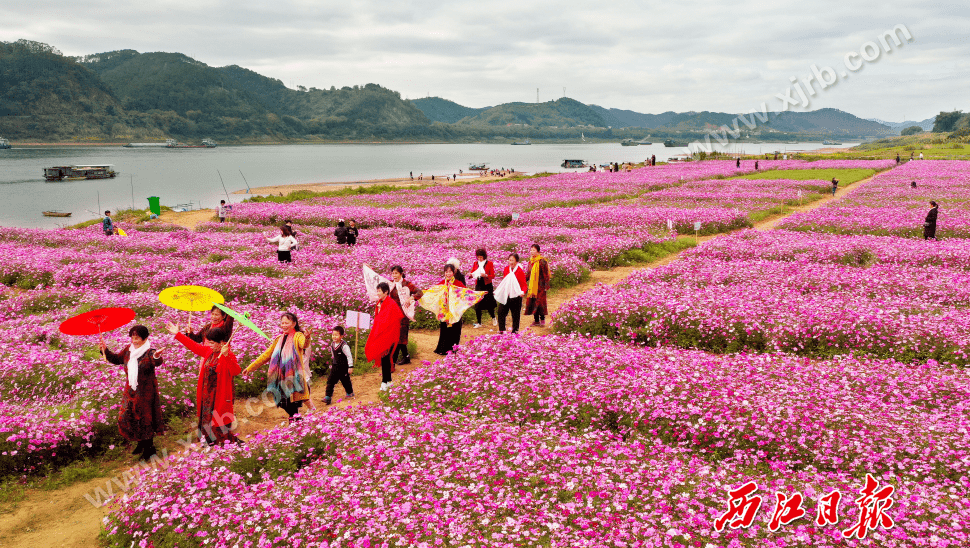 西江_江口街道_花海