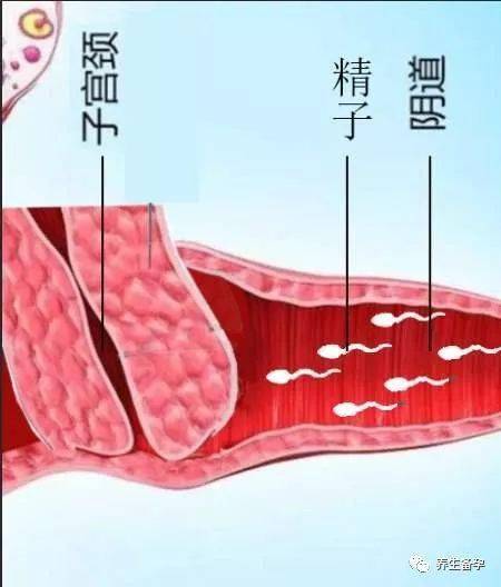 孕前检查8个月后成功受孕candy的好孕报告以下二篇好孕报告都是宫颈