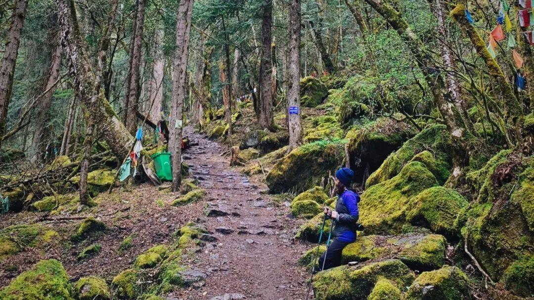 户外轻徒步去不了尼泊尔也能邂逅雪山高山杜鹃原始森林徒步阿纳果虎跳