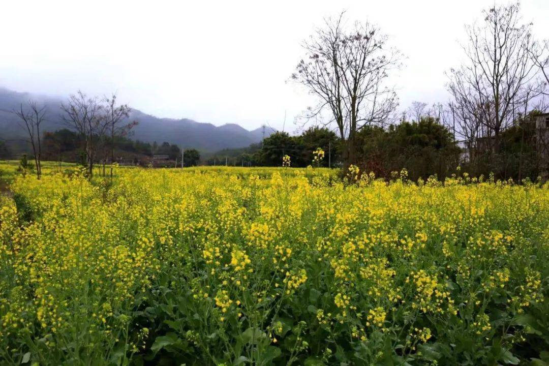 徒步系列 | 穿越连平万亩桃园,行摄油菜花海_桃花_活动_上坪