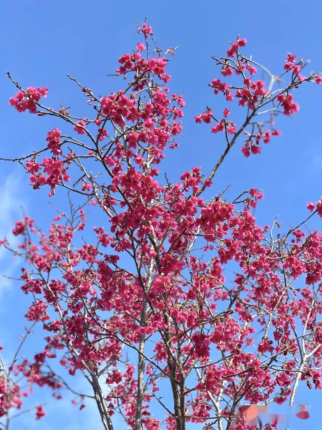 福州世遗林,开花啦～_施烁_梁厝_樱花