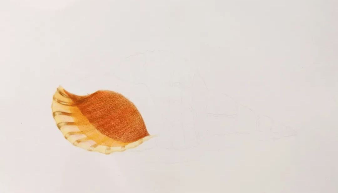 彩铅教程画个海螺听听大海的声音