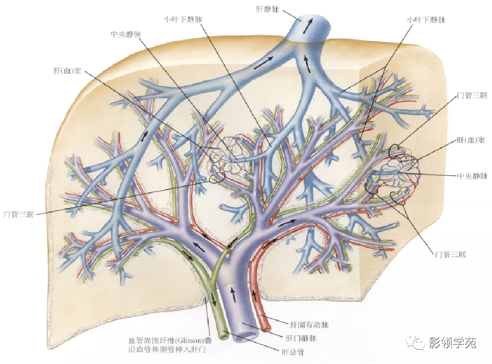 肝膈面上有矢状位的镰状韧带附着,借此将肝分为左,右两叶.