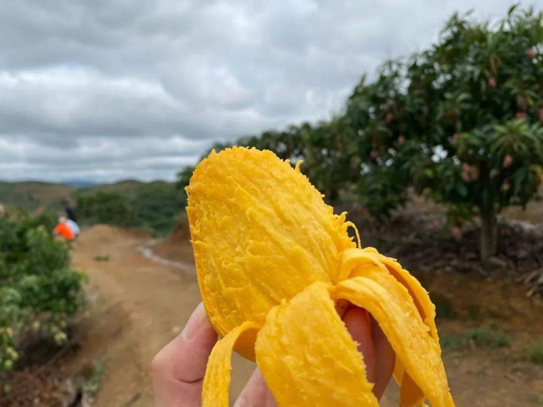 9/箱新鲜直达!_芒果_口感_甜度