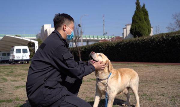 网红警犬生米退役了带它10年的训导员说养你一辈子