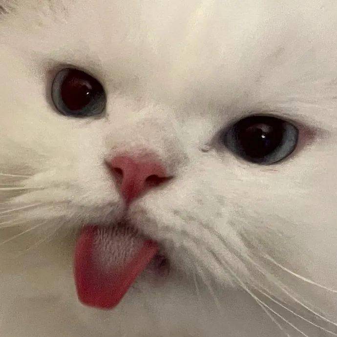 这些沙雕头像治好了我的社恐