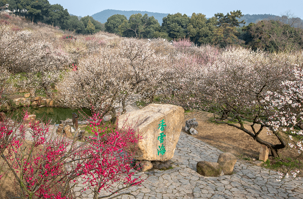 太湖_梅花_景区